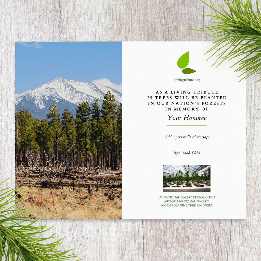 Plant-a-Tree Gift with Deluxe Photo Card