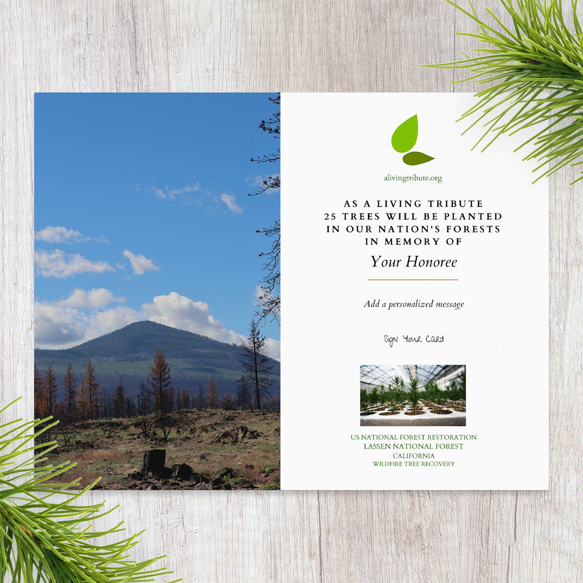 Plant a Tree in Honor or Memory in a California National Forest - A Living Tribute