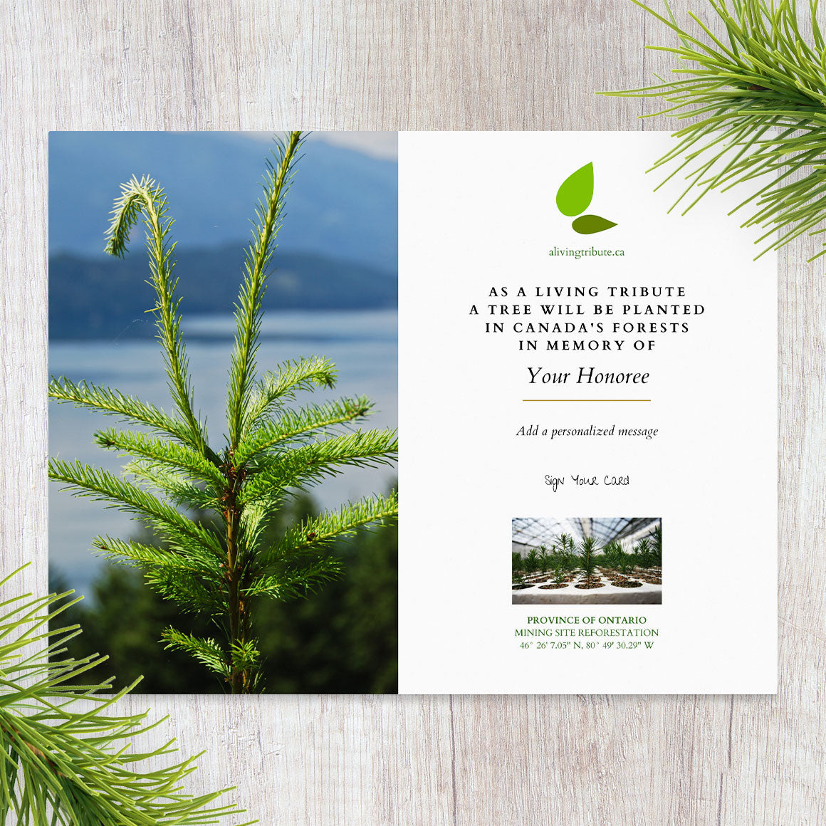 Plant a Tree in Canada with Mailed Commemorative Card