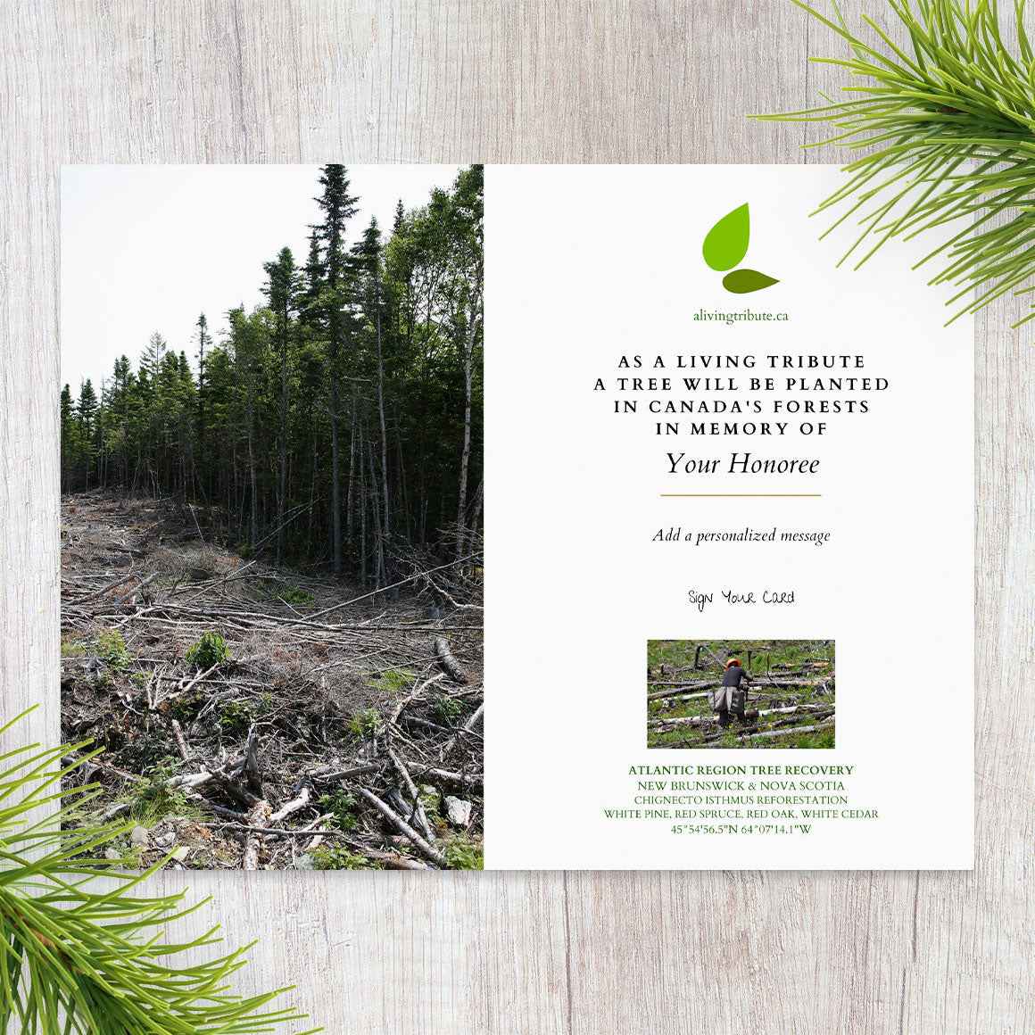 Plant a Tree in Canada with Personalized Photo Card