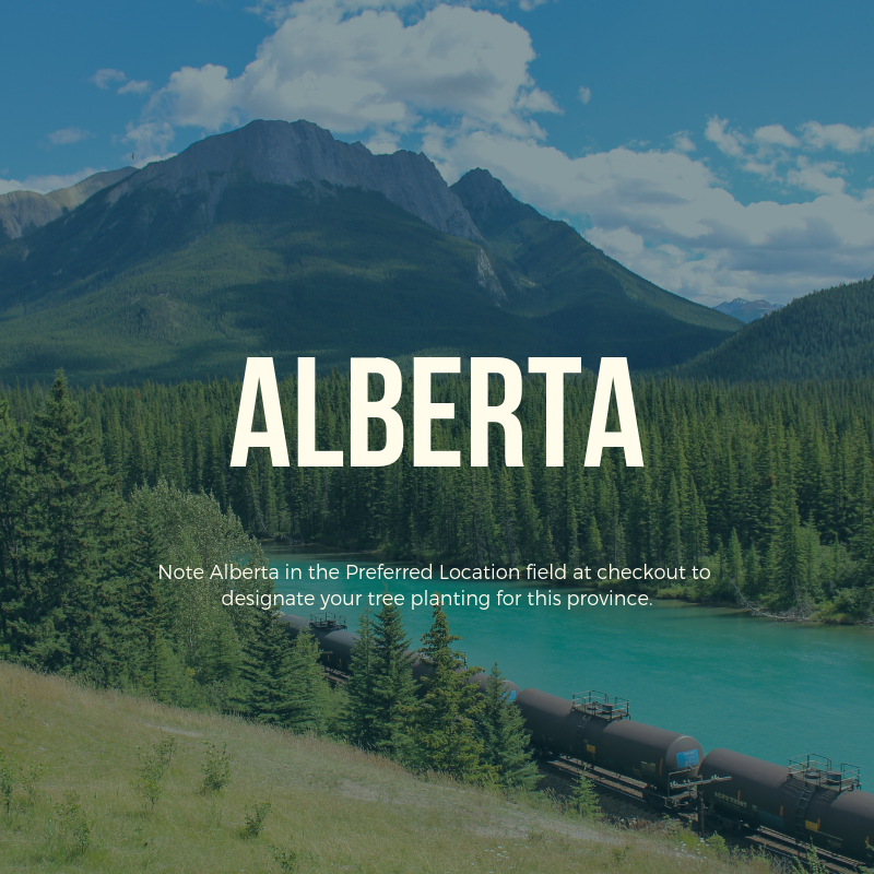 Plant a Tree in Canada with Personalized E-Certificate