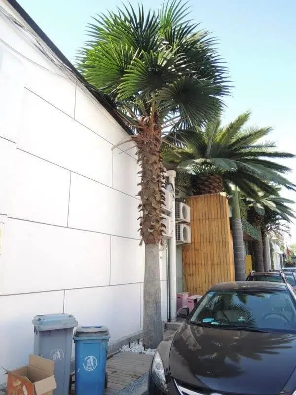 Mexican Fan Palm Artificial Tree 13ft–23ft – UV Resistant (10–12 Week Lead Time)