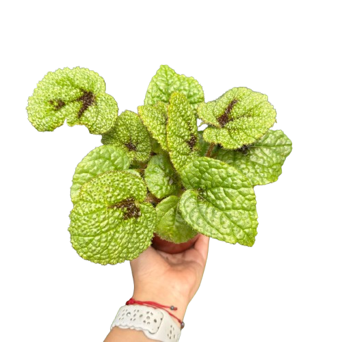 Begonia 'Iron Cross' - House Plant Shop