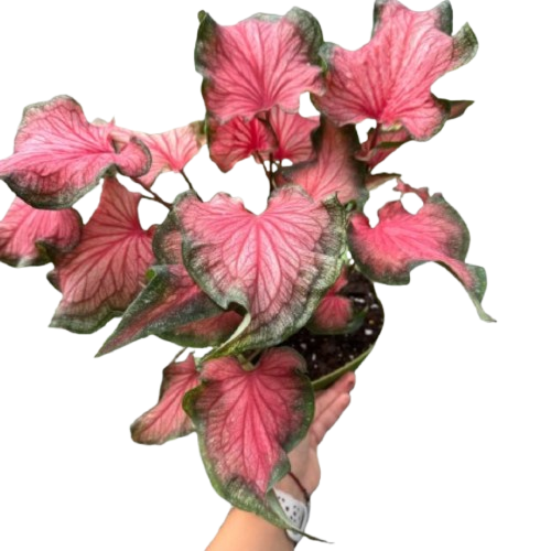 Caladium Red Flash - House Plant Shop