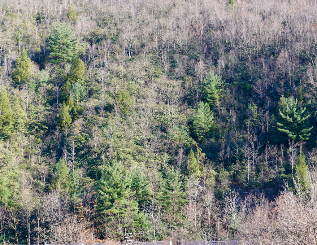 Plant a Tree for Someone in Pennsylvania - Memorial & Tribute Trees