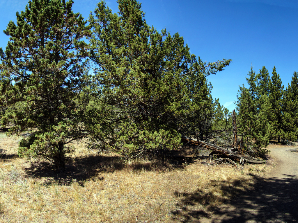 Plant a Tree for Someone in Oregon - Oregon Memorial Trees