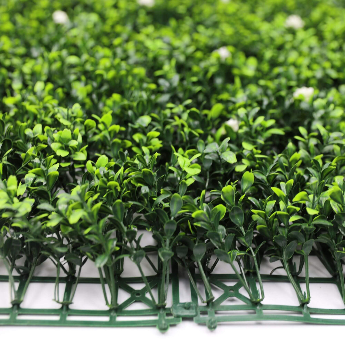 Sample Panel – White Flowering Boxwood Green Wall (Small Sample)