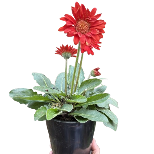 Gerbera Sweet Love Red - House Plant Shop