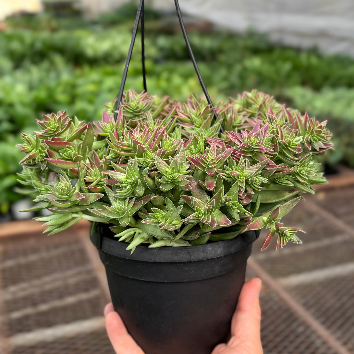 Succulent Crassula Capitella Red - House Plant Shop