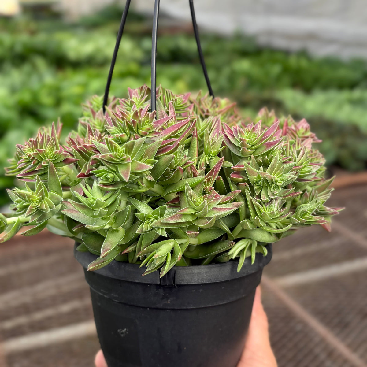 Succulent Crassula Capitella Red - House Plant Shop