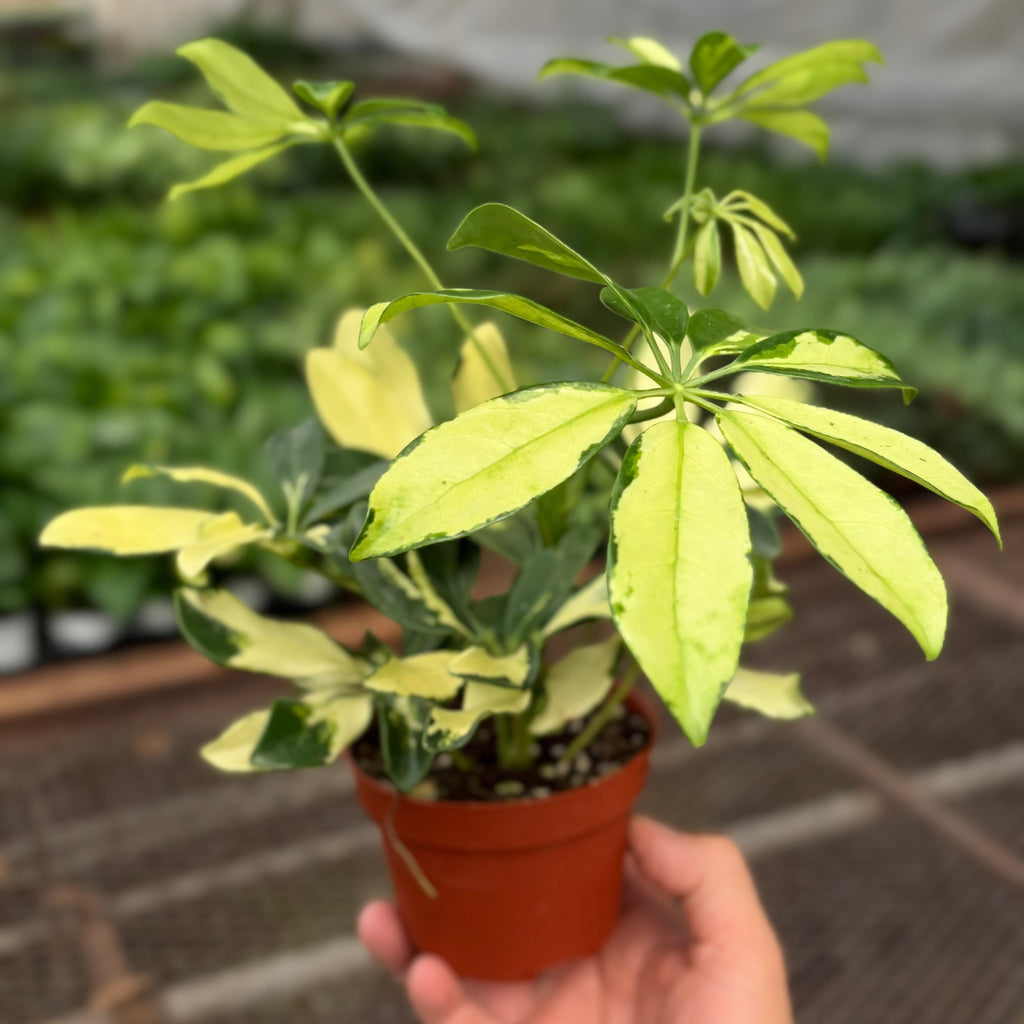 Schefflera Trinette - House Plant Shop