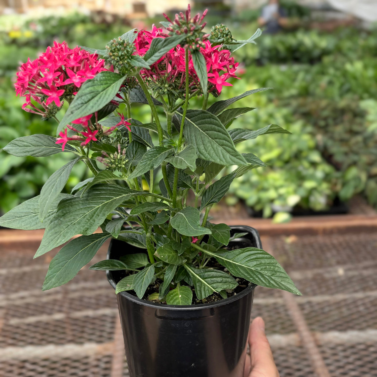Pentas Red - House Plant Shop