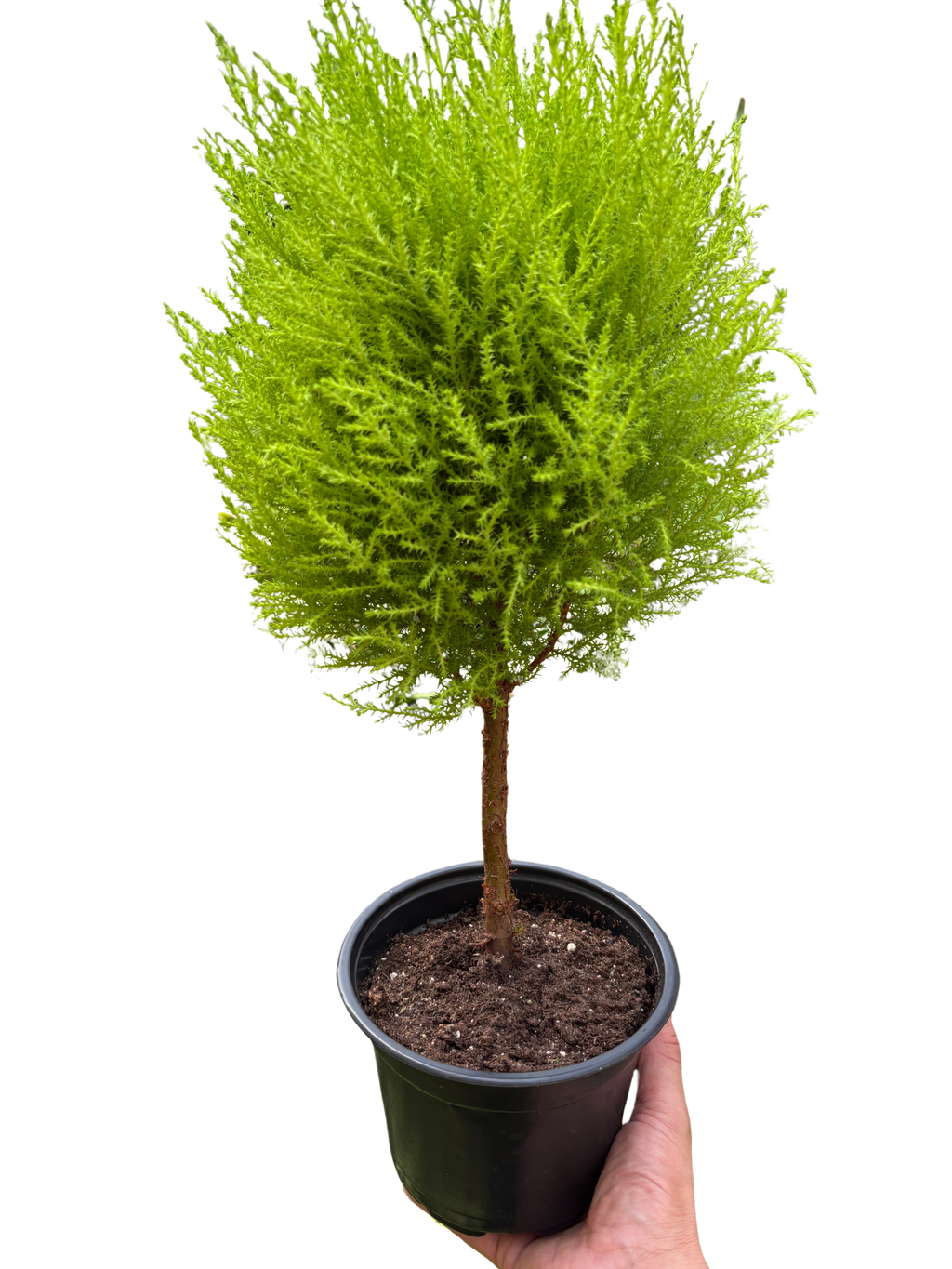 Cypress Lemon Topiary - House Plant Shop