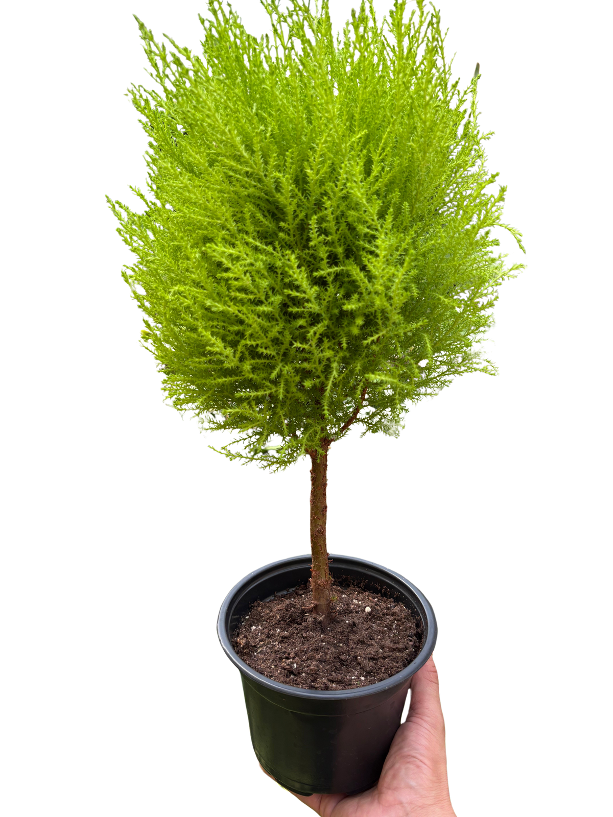 Cypress Lemon Topiary - House Plant Shop