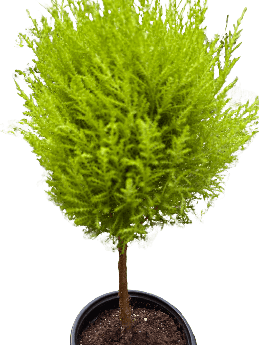 Cypress Lemon Topiary - House Plant Shop