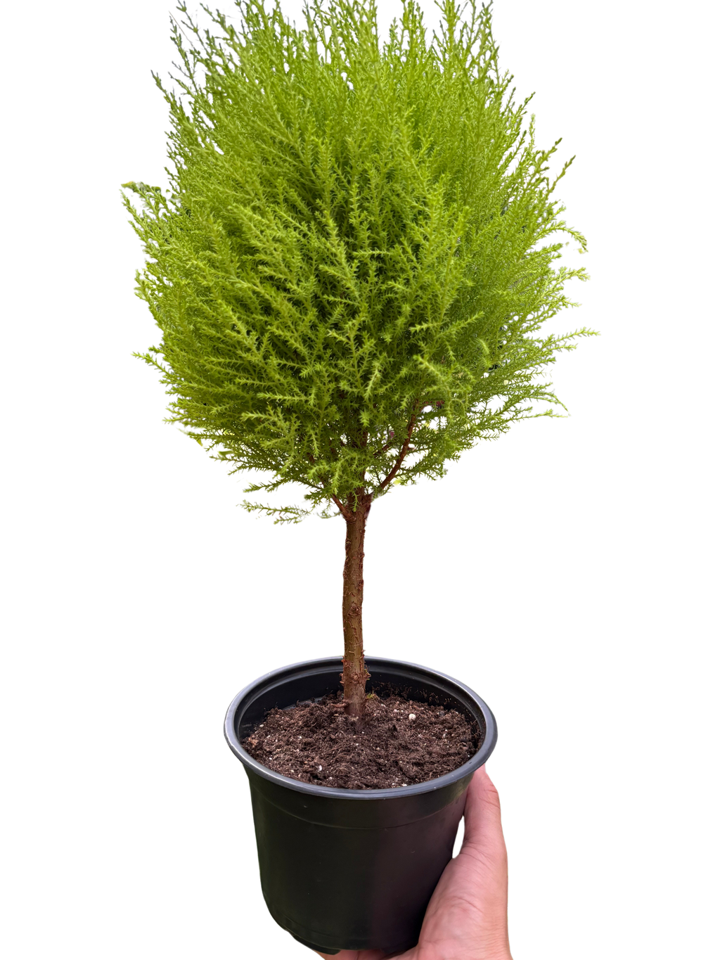 Cypress Lemon Topiary - House Plant Shop