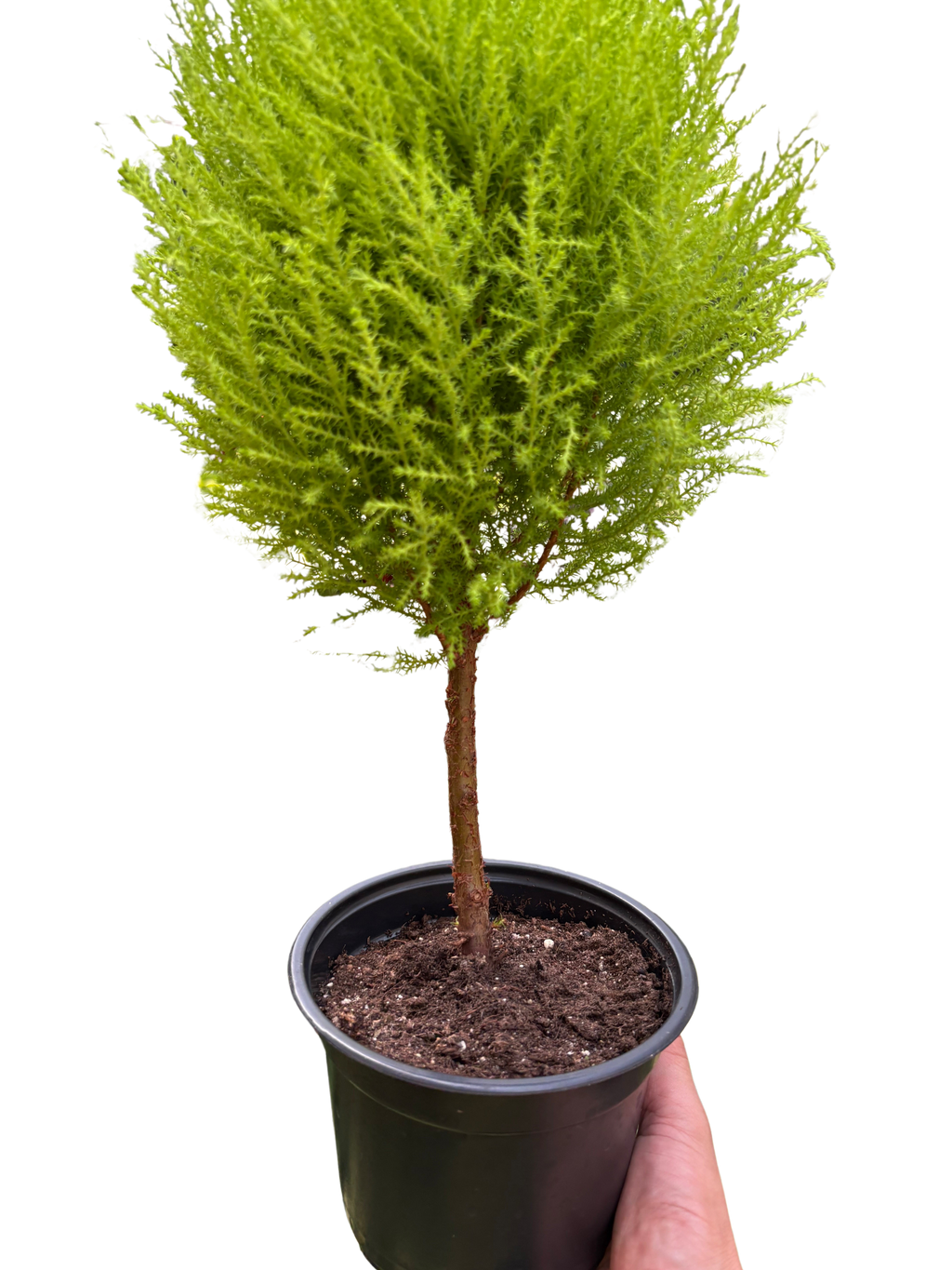 Cypress Lemon Topiary - House Plant Shop
