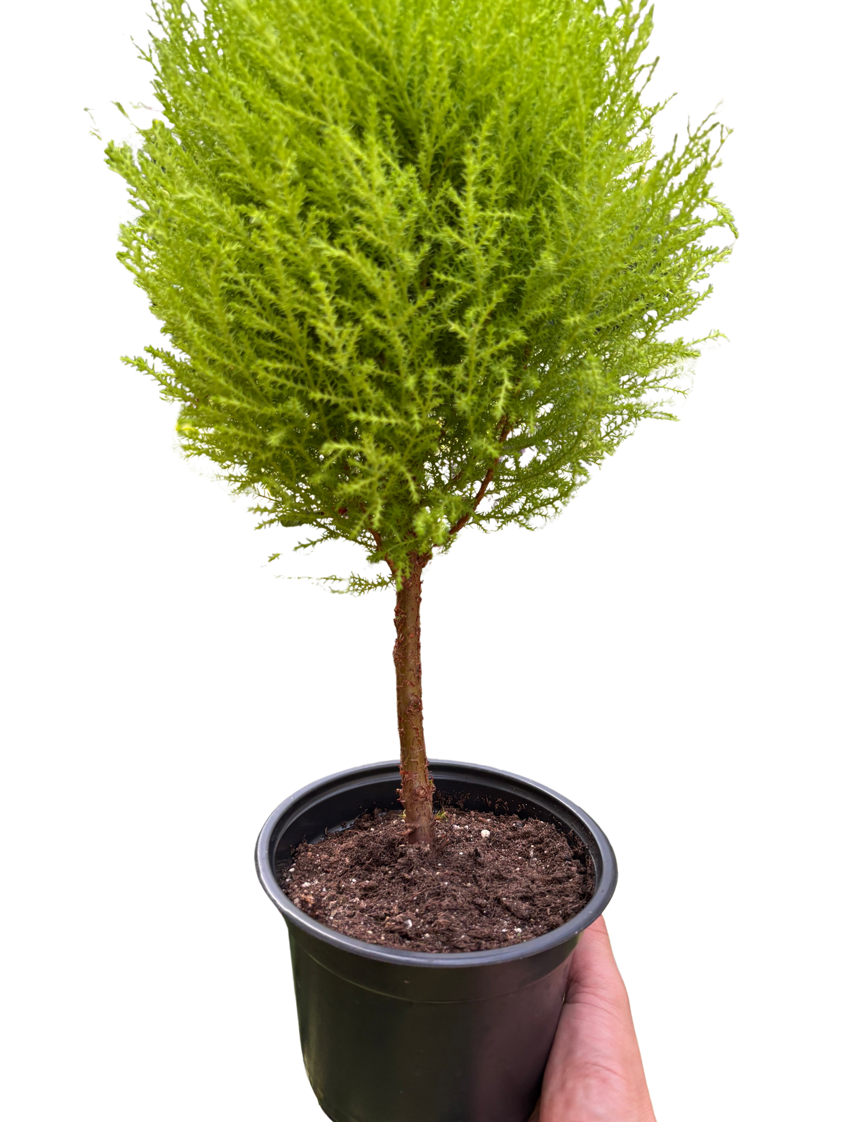 Cypress Lemon Topiary - House Plant Shop