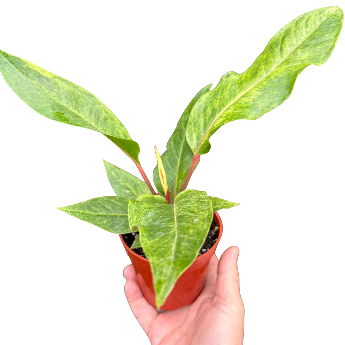 Anthurium 'Renaissance' - House Plant Shop