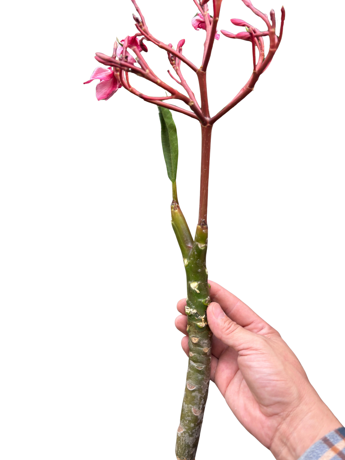 Plumeria Mex Pink Single - House Plant Shop