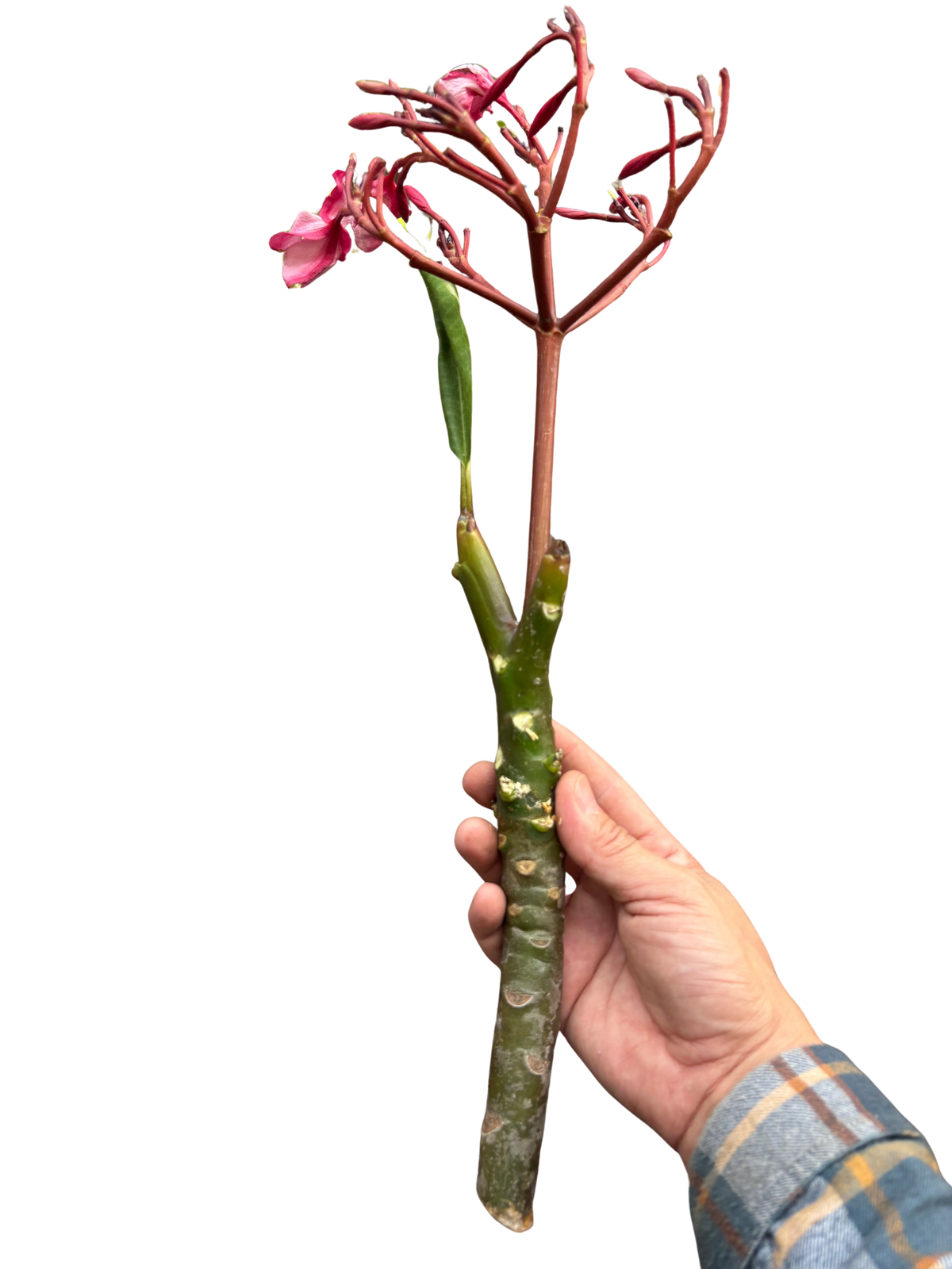 Plumeria Mex Pink Single - House Plant Shop