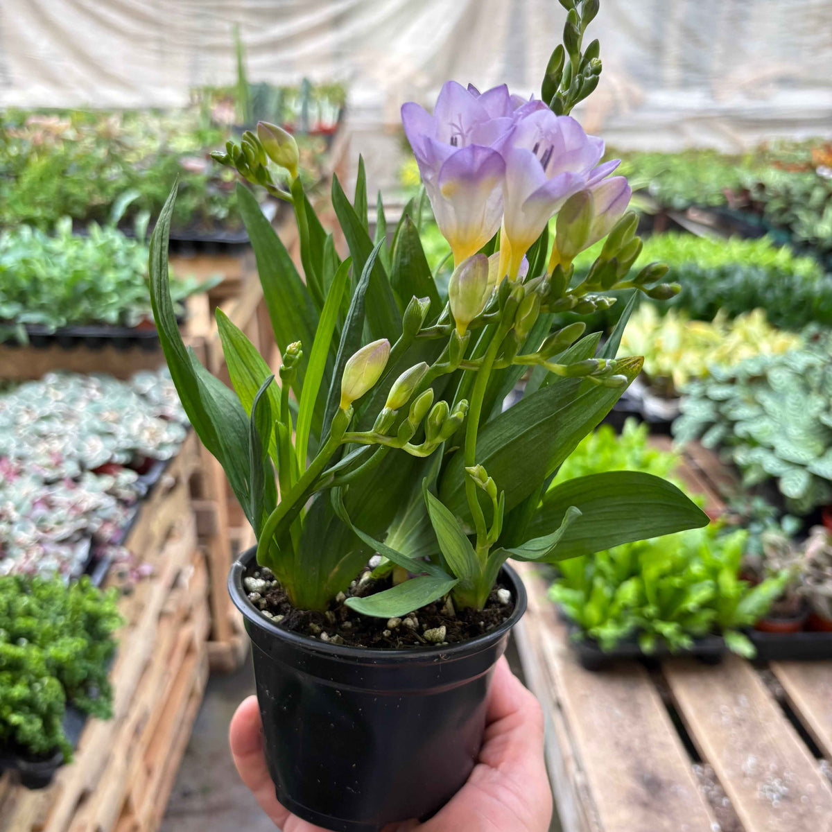 Freesia 'Purple'