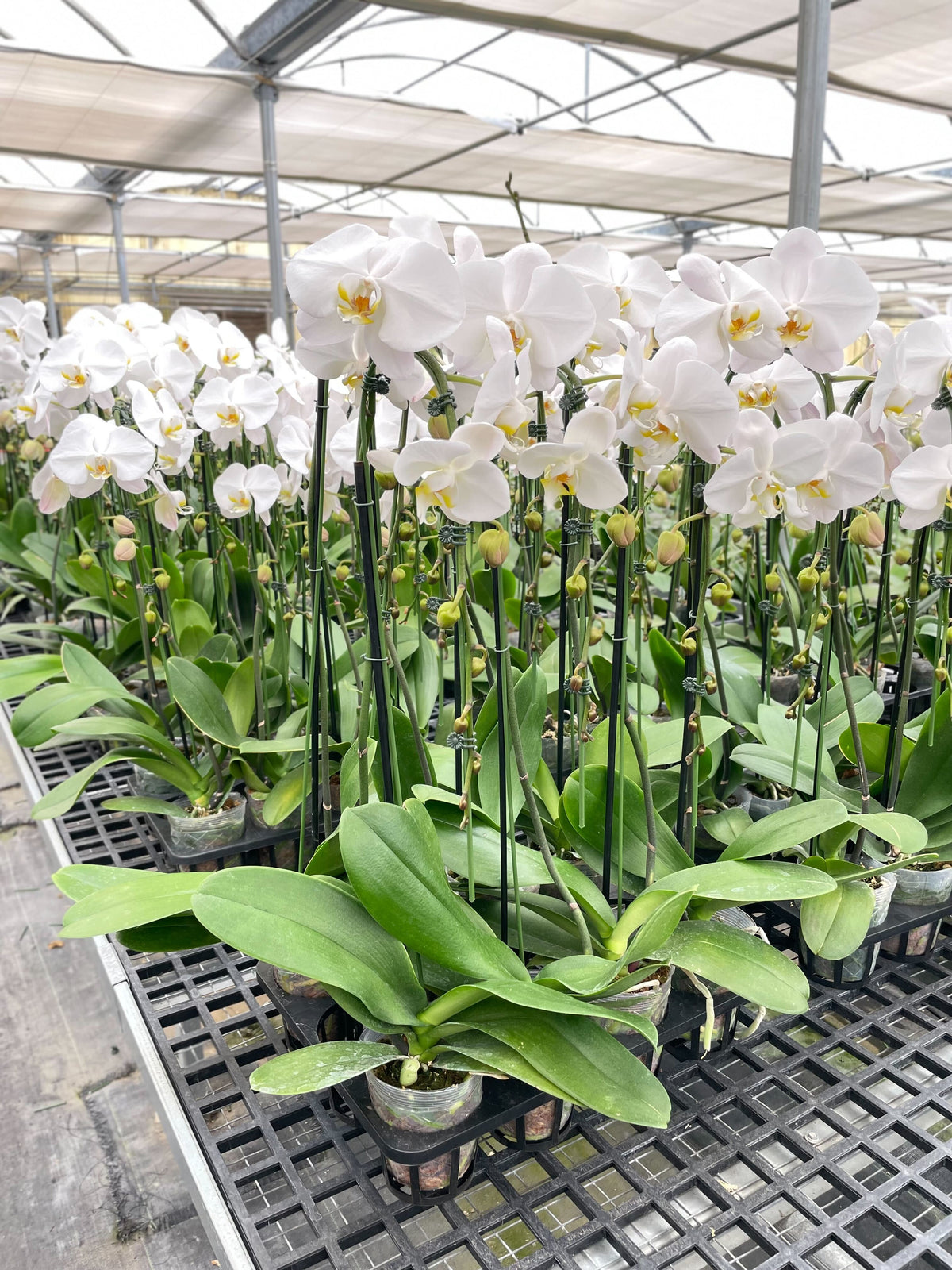Orchid 'White Phalaenopsis' - House Plant Shop