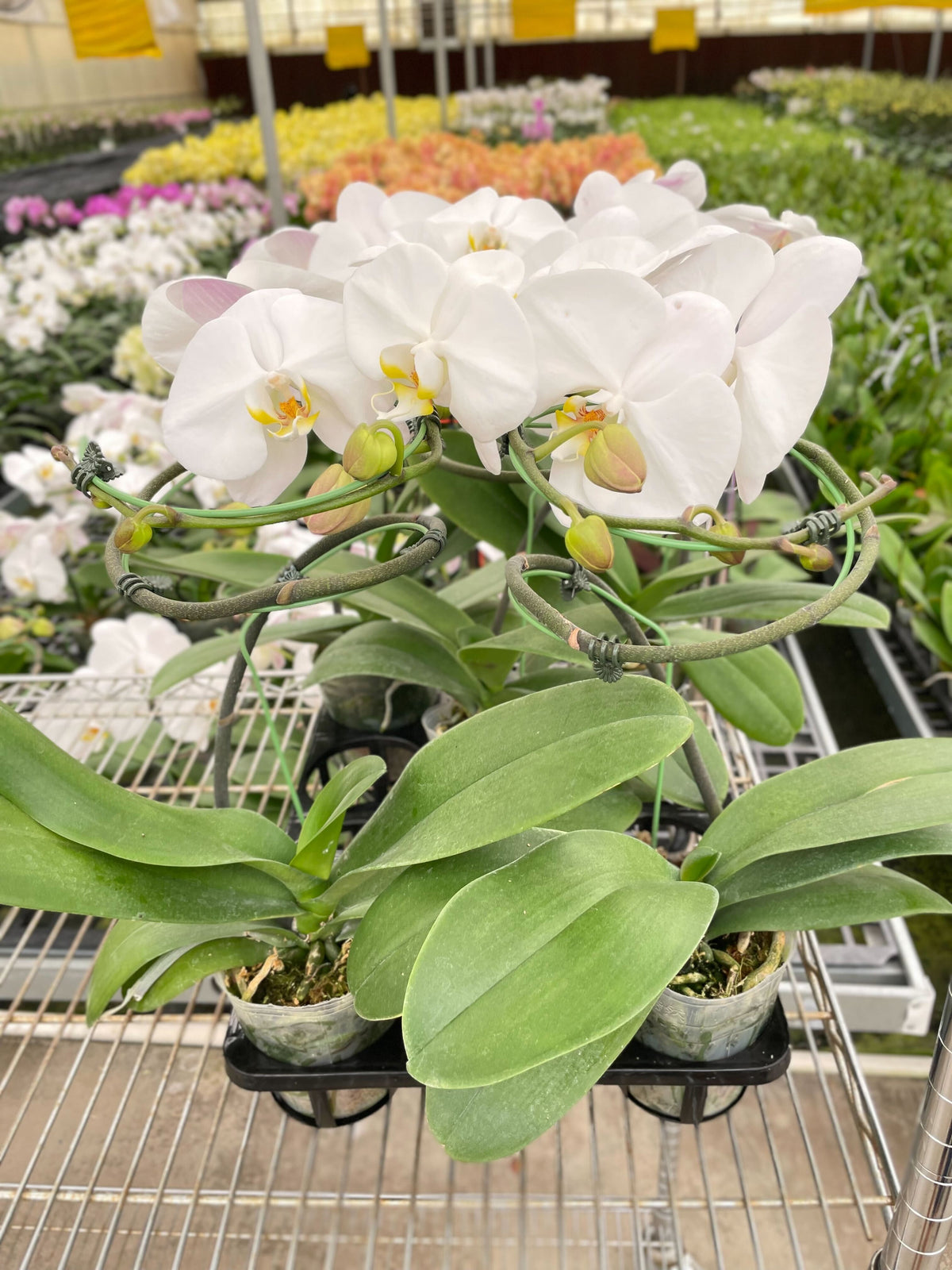 Orchid 'White Phalaenopsis' - House Plant Shop