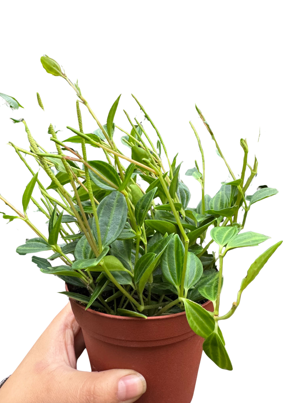 Peperomia 'Angulata' - House Plant Shop