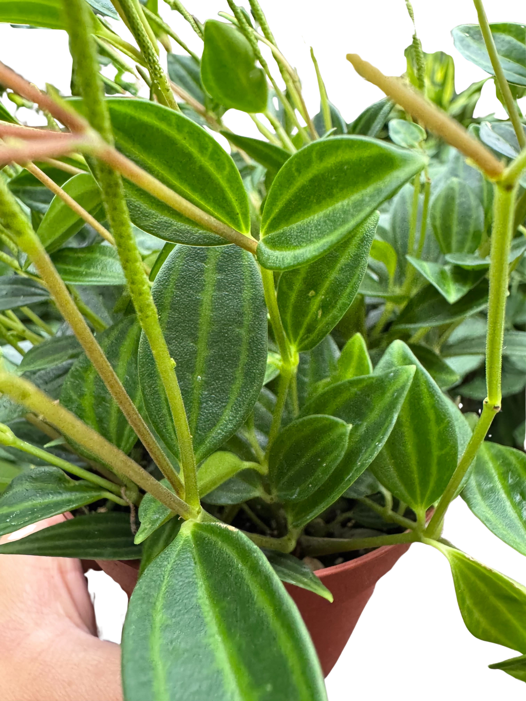 Peperomia 'Angulata' - House Plant Shop