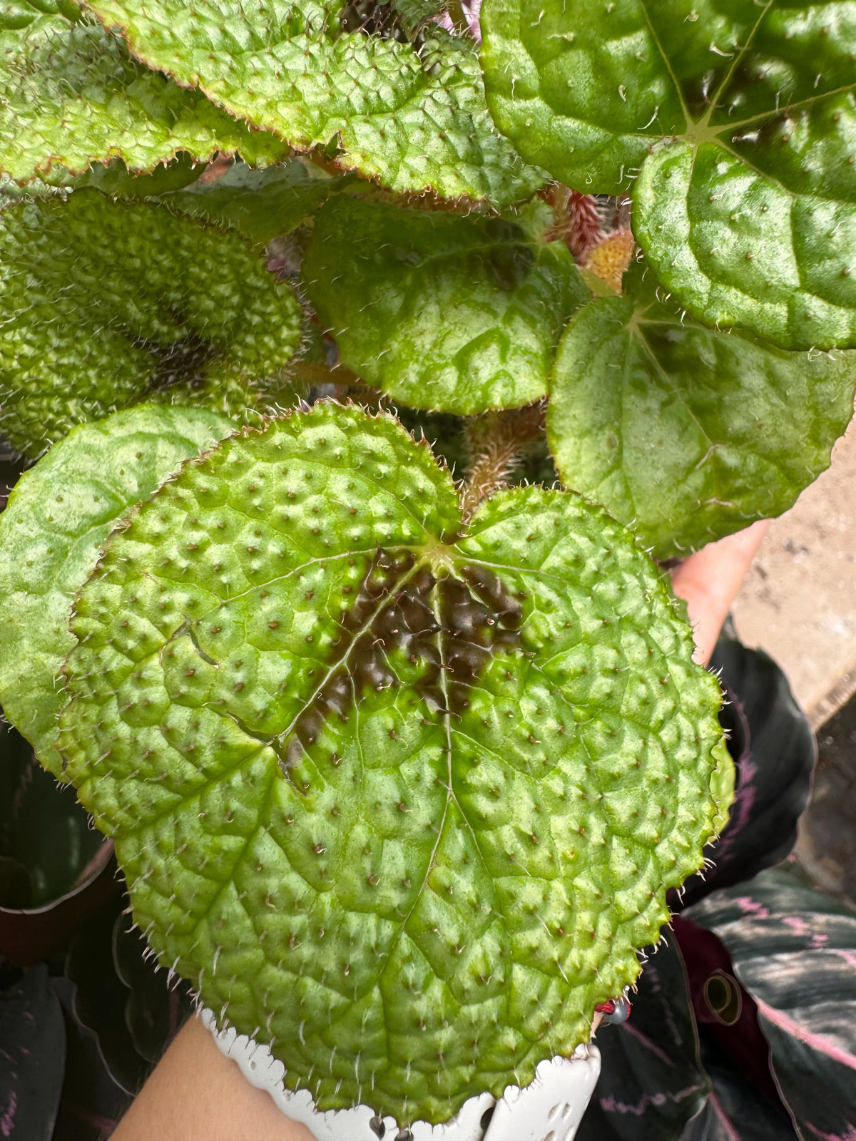 Begonia 'Iron Cross' - House Plant Shop