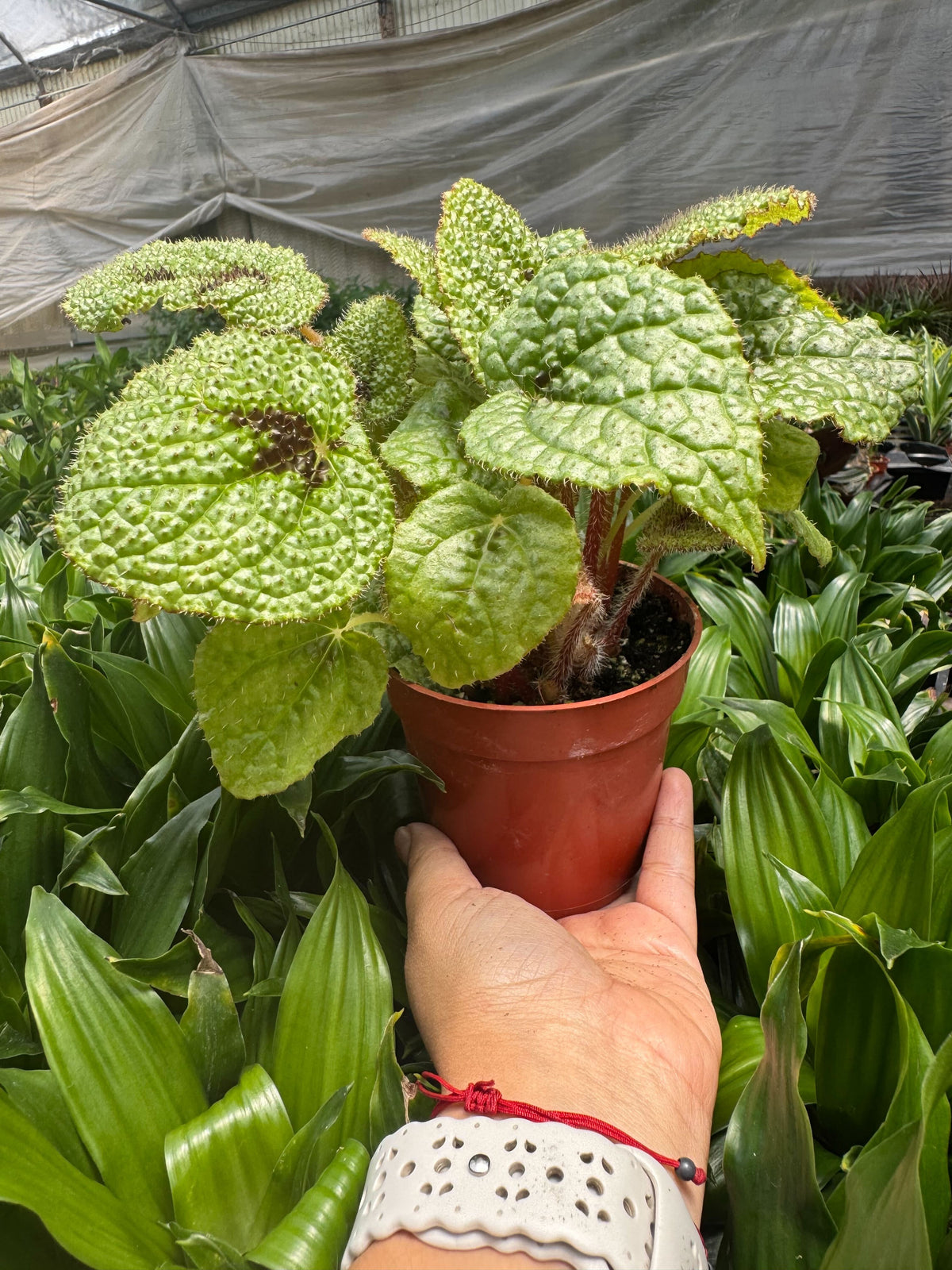 Begonia 'Iron Cross' - House Plant Shop