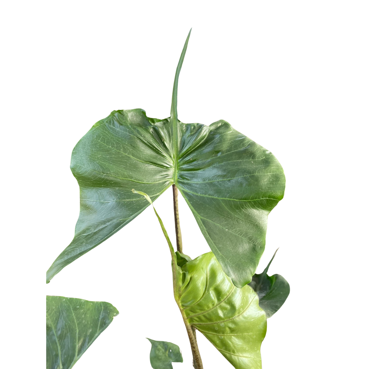 Alocasia macrorrhizos 'Stingray' - House Plant Shop