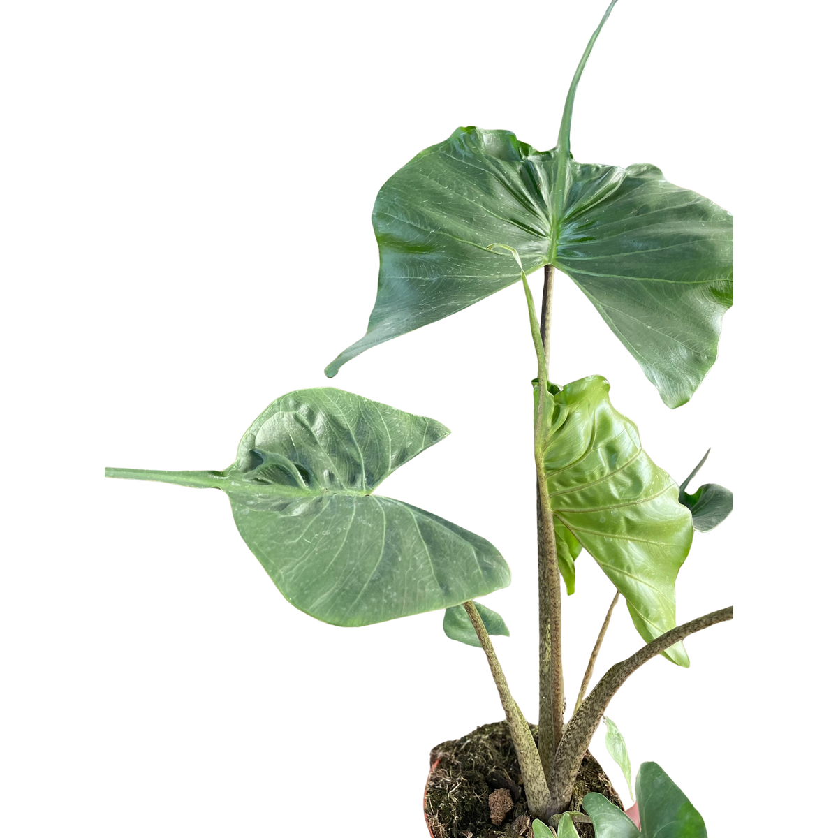 Alocasia macrorrhizos 'Stingray' - House Plant Shop