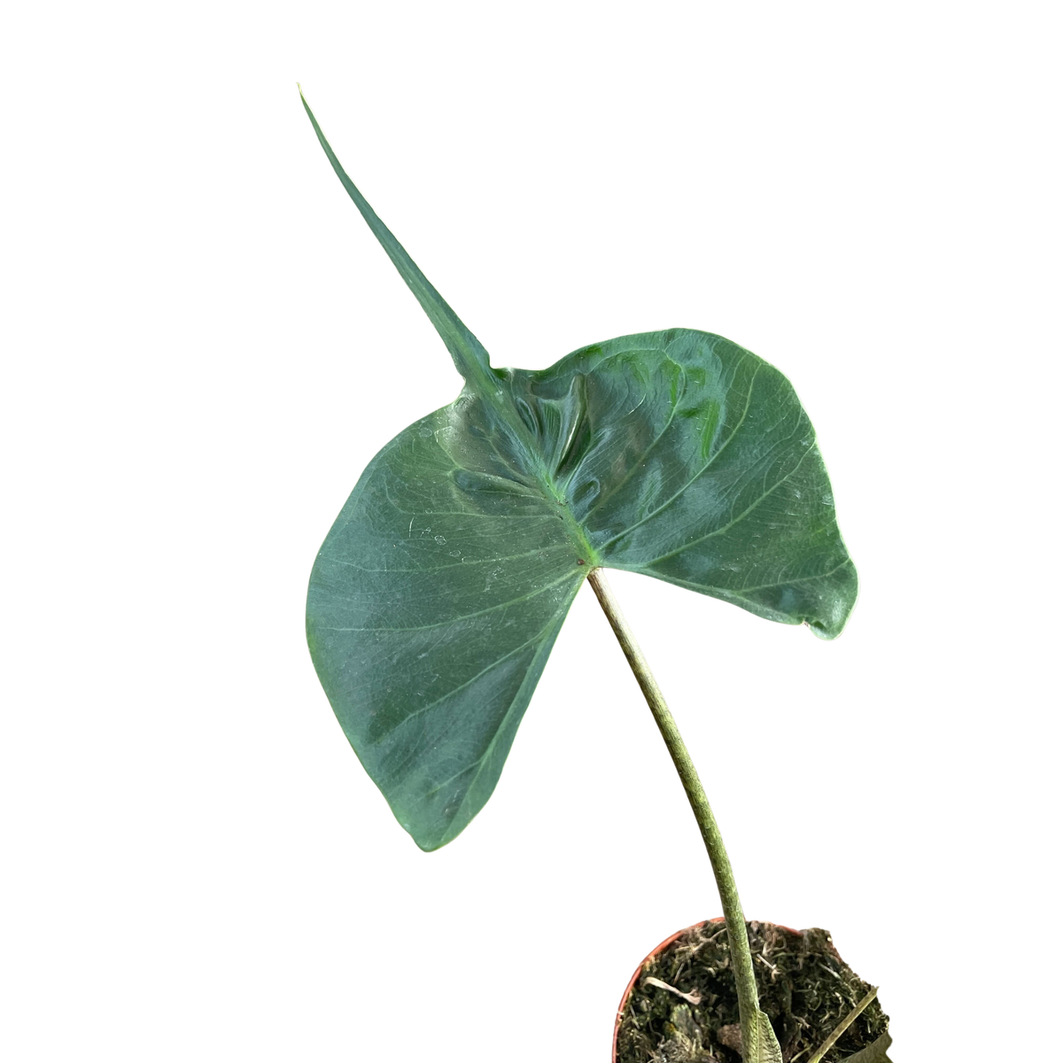 Alocasia macrorrhizos 'Stingray' - House Plant Shop