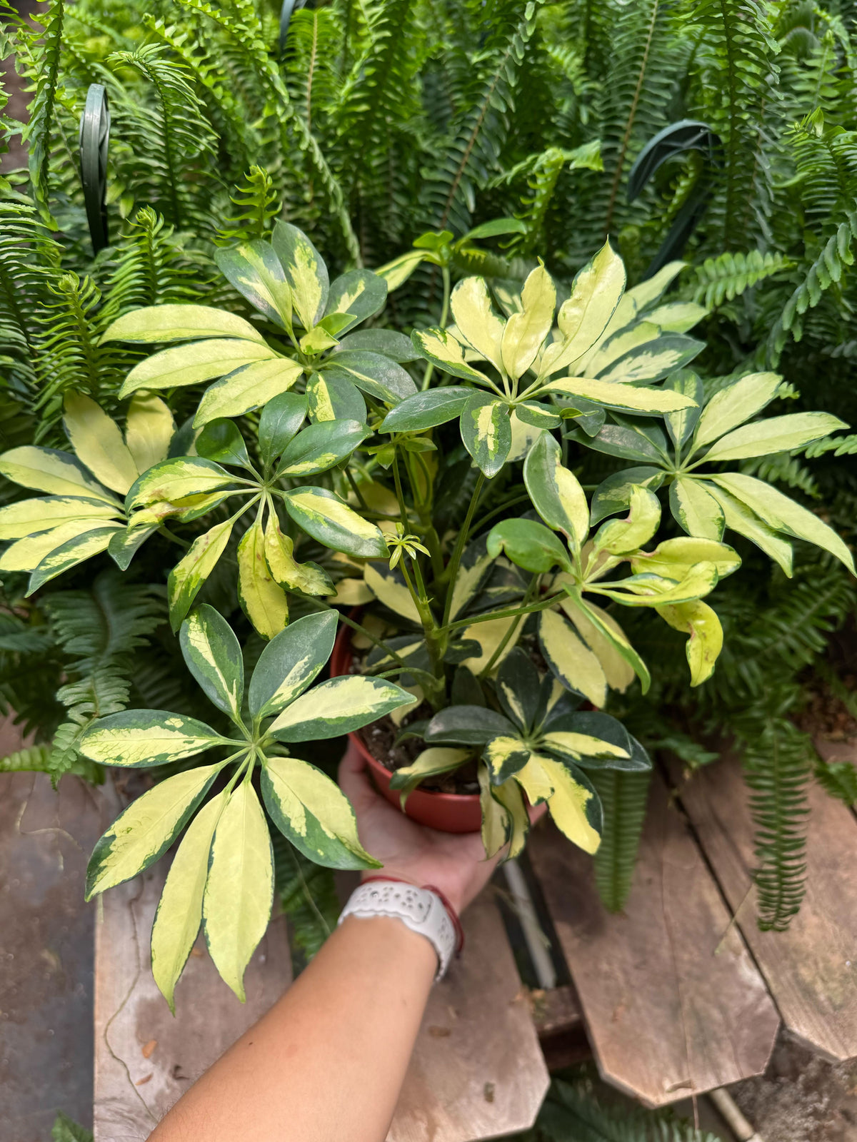 Schefflera Trinette - House Plant Shop