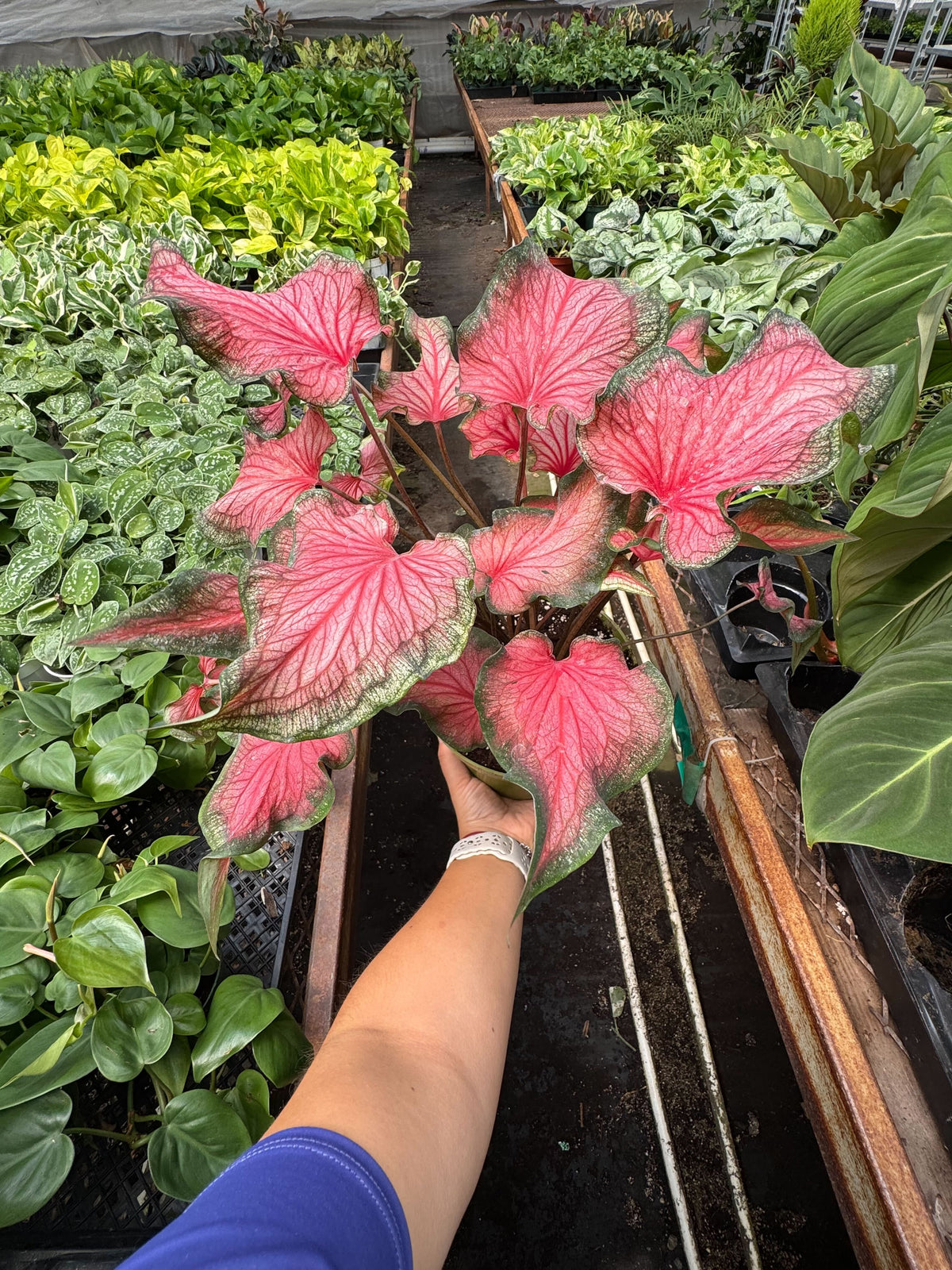 Caladium Red Flash - House Plant Shop