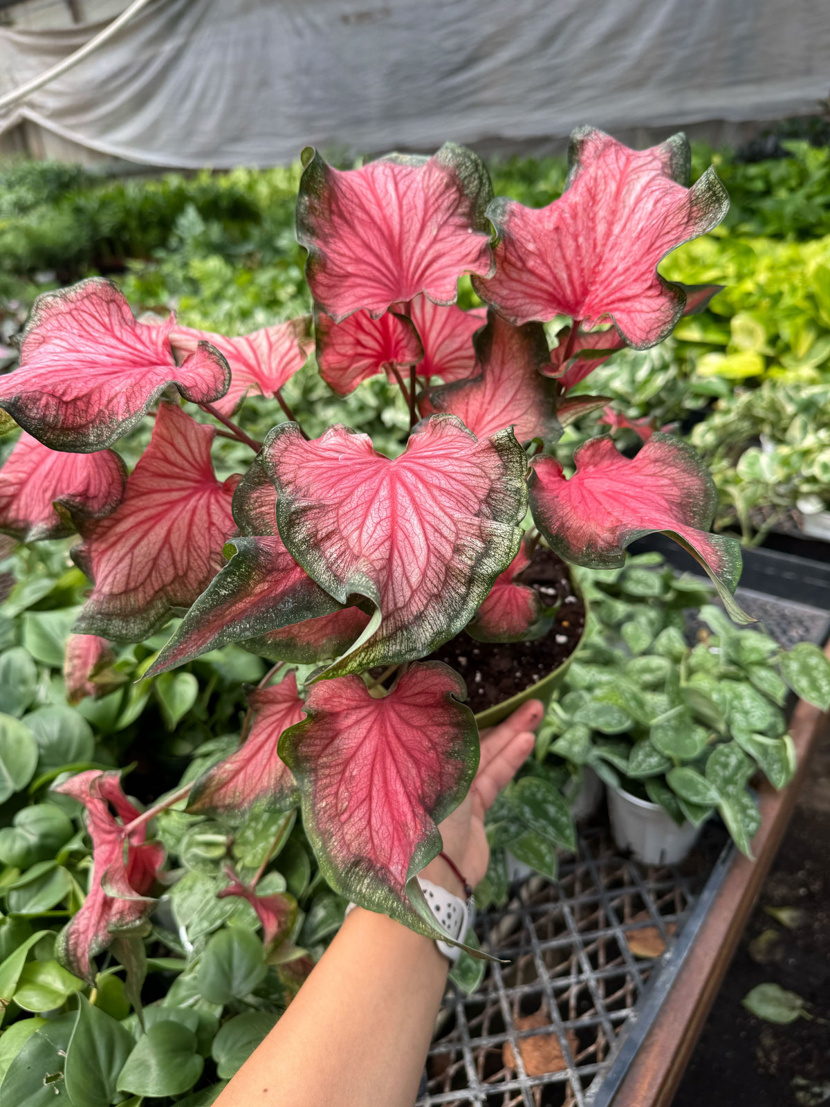 Caladium Red Flash - House Plant Shop