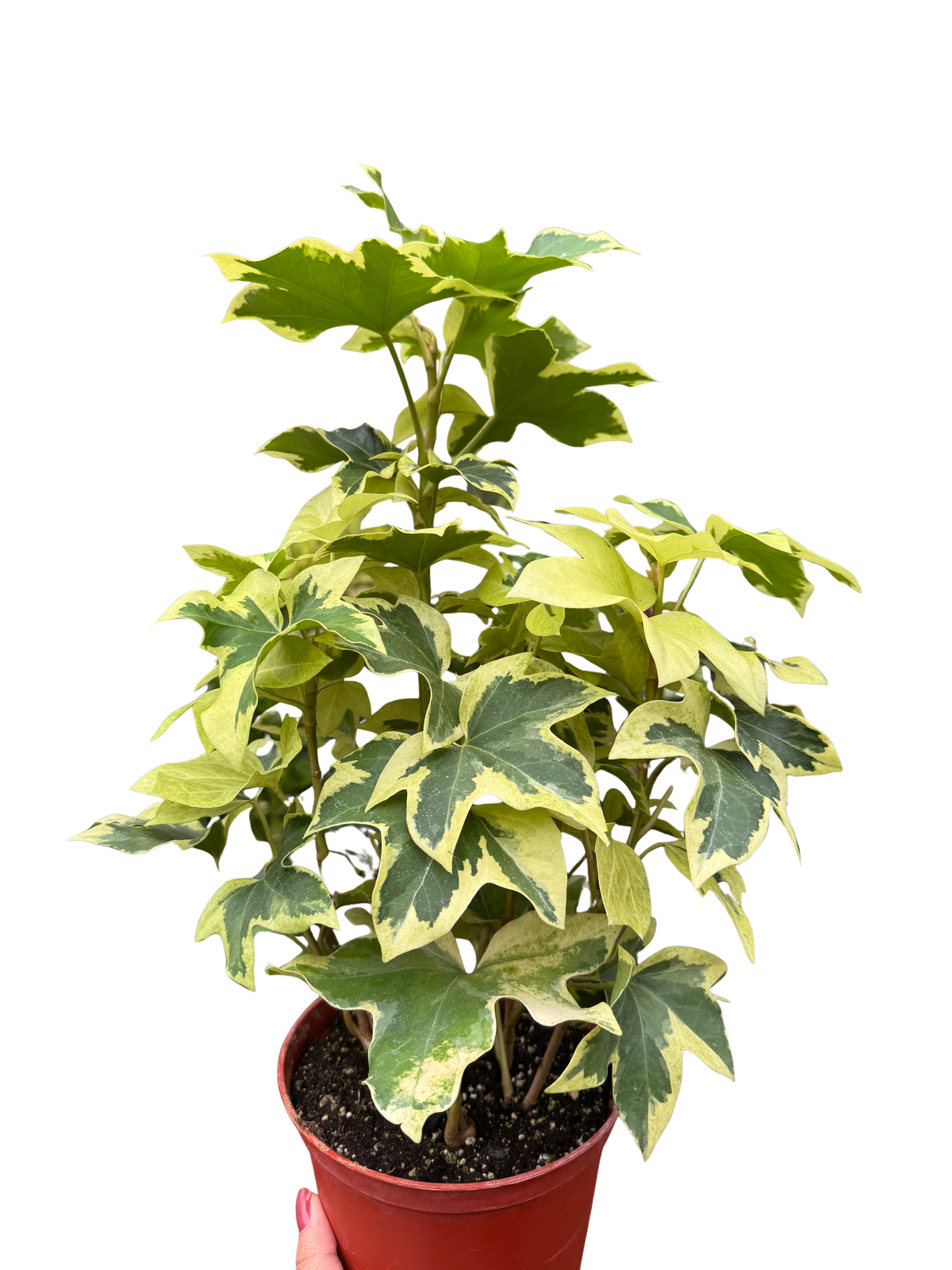 Ivy Tree Variegated - House Plant Shop
