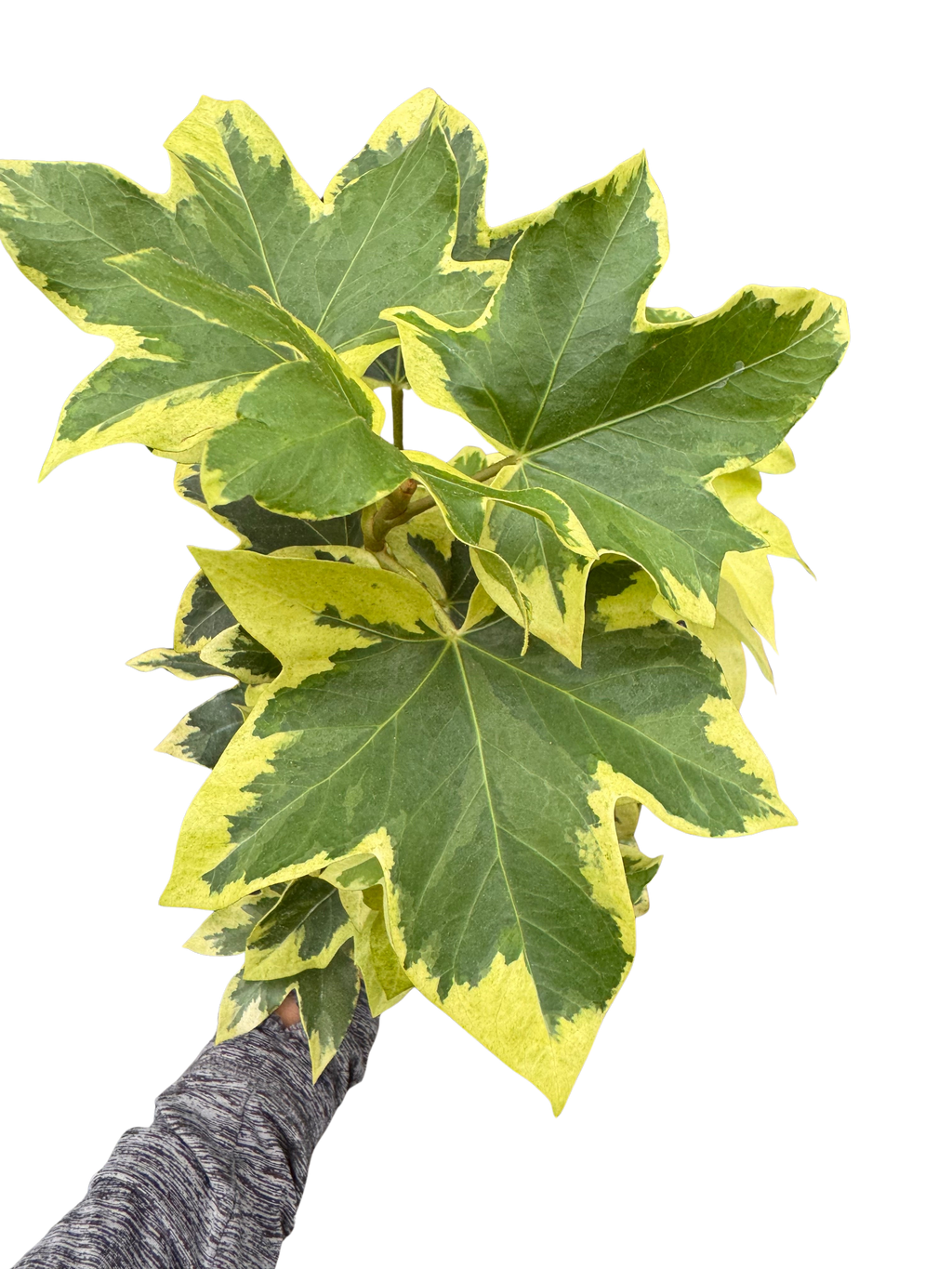 Ivy Tree Variegated - House Plant Shop