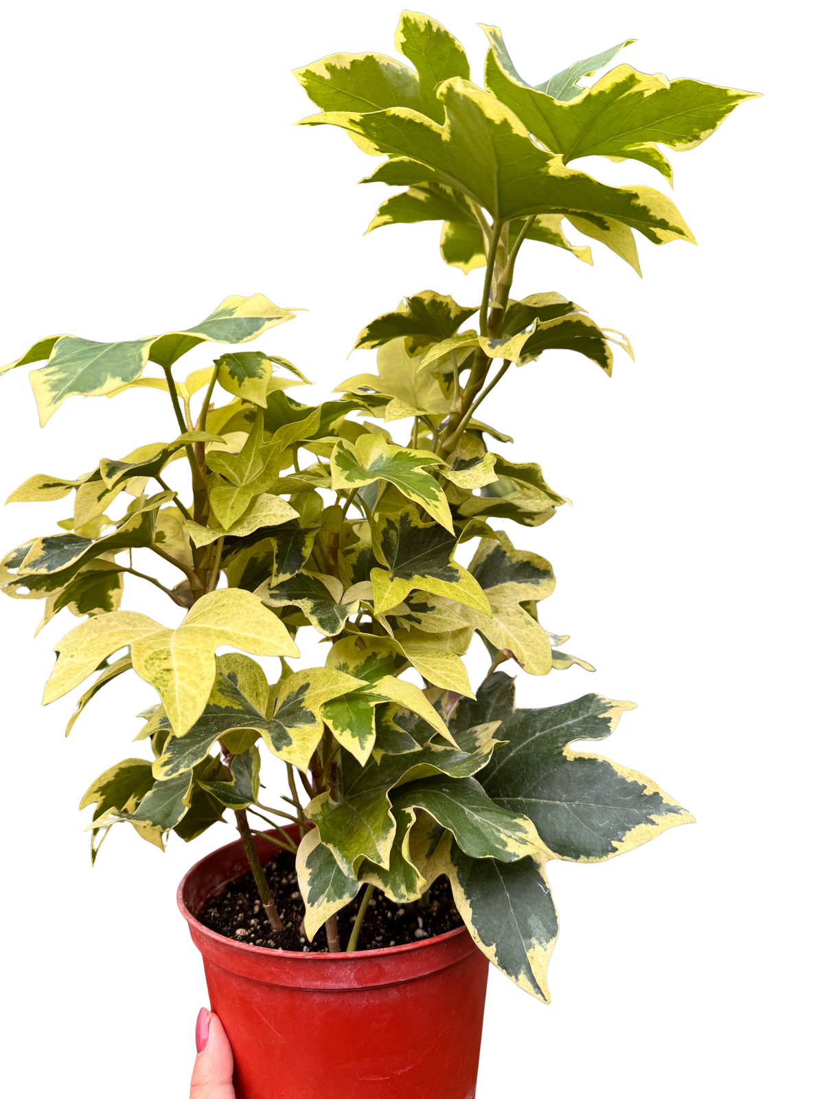 Ivy Tree Variegated - House Plant Shop