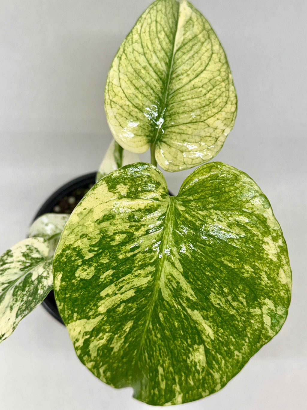 Monstera 'Mint'