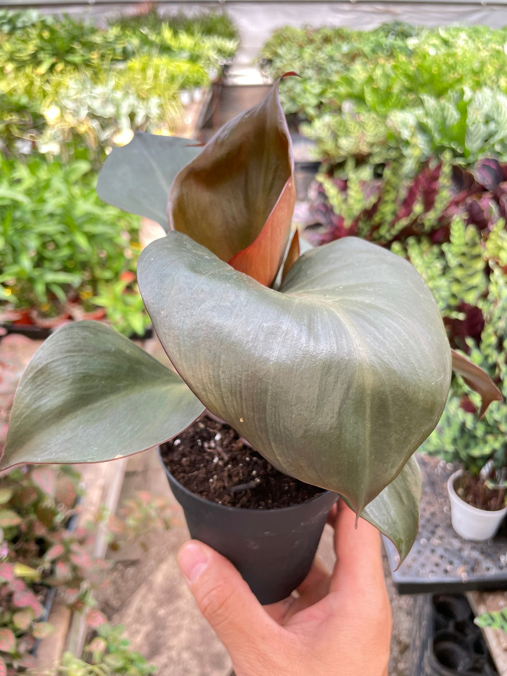 Philodendron 'Red Heart' - House Plant Shop