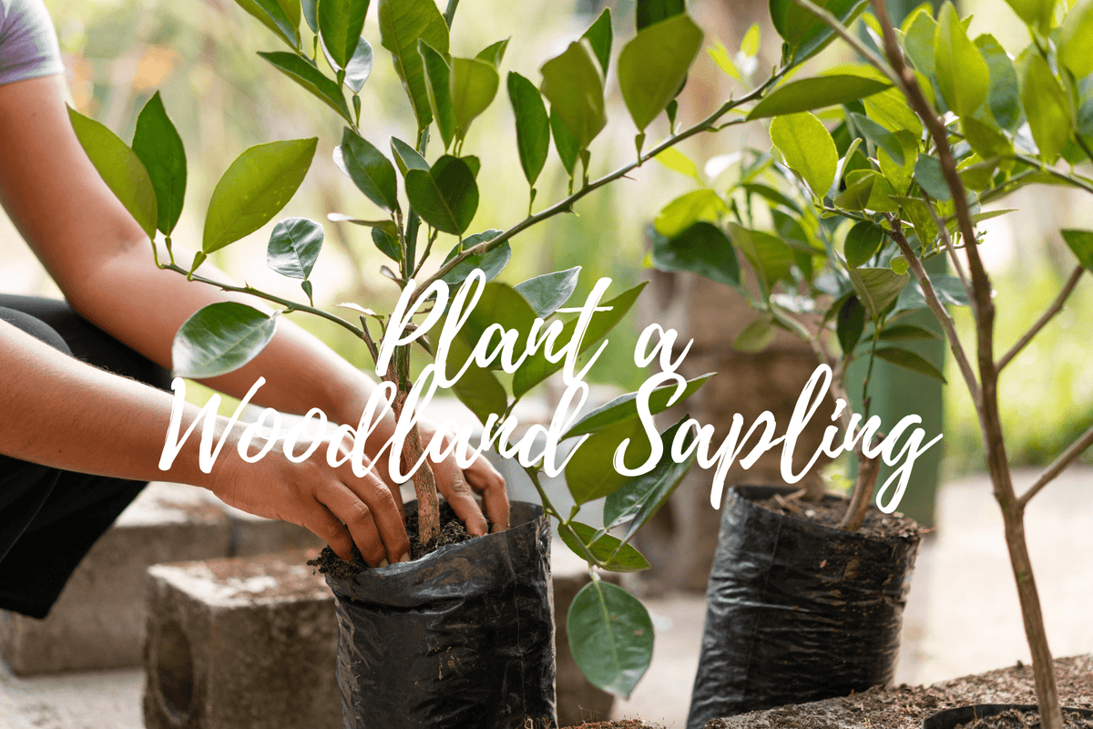 Plant a Tree for Someone in New York - Memorial & Tribute Trees