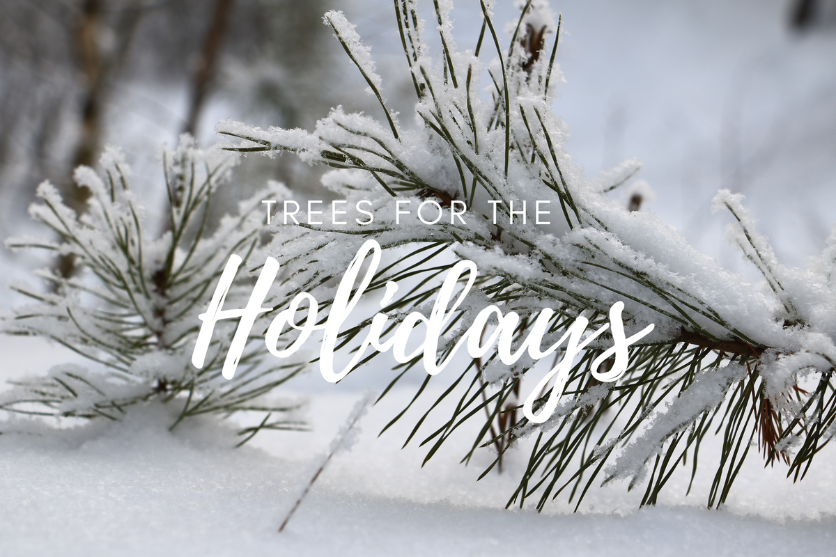 Plant a Tree Holiday Card 2026