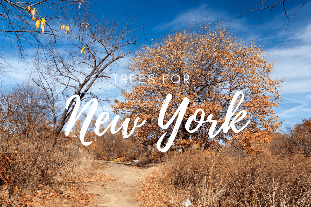 Plant a Tree for Someone in New York - Memorial & Tribute Trees