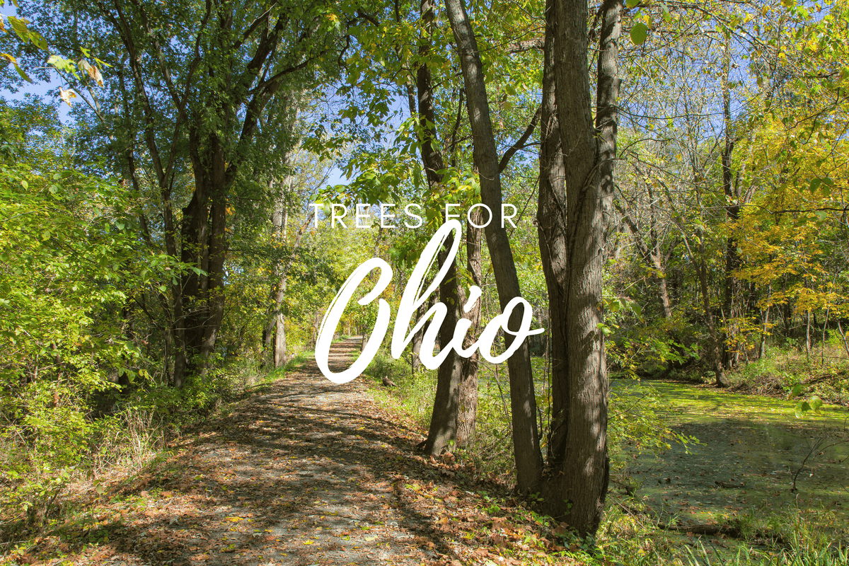 Plant a Tree for Someone in Ohio - Memorial & Tribute Trees