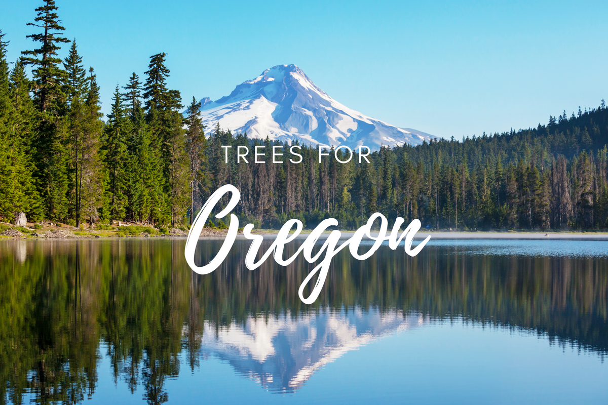 Plant a Tree for Someone in Oregon - Oregon Memorial Trees
