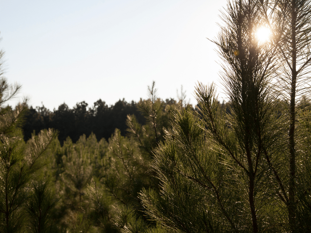 Plant a Tree in Honor of Someone - A Living Tribute Tree Gift