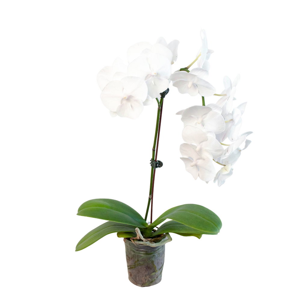 Orchid 'White Phalaenopsis' - House Plant Shop